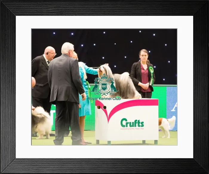 Framed Print : TIBETAN TERRIER Best of Breed Crufts 2017 Framed Print : TIBETAN TERRIER Best of Breed Crufts 2017