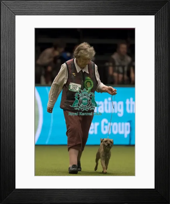 Framed Print : Crufts 2017 Framed Print : Crufts 2017