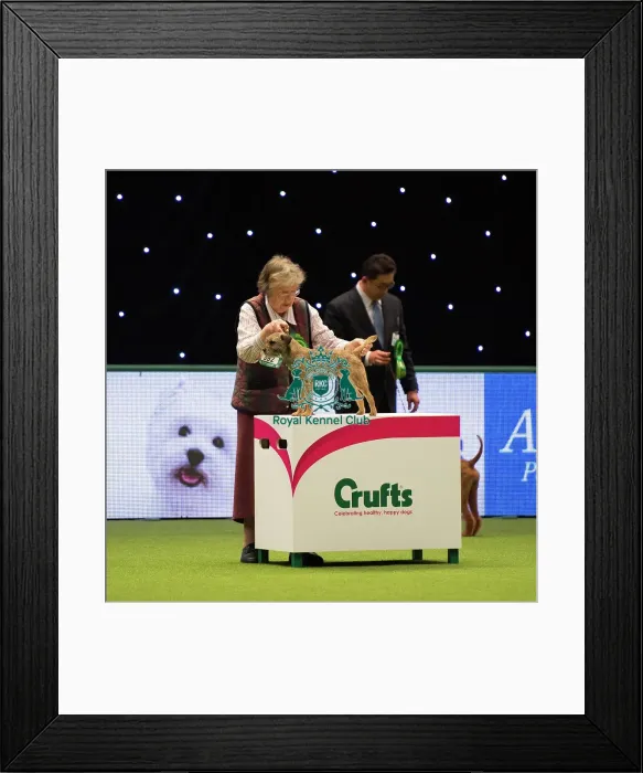 Framed Print : BORDER TERRIER Best of Breed Framed Print : BORDER TERRIER Best of Breed
