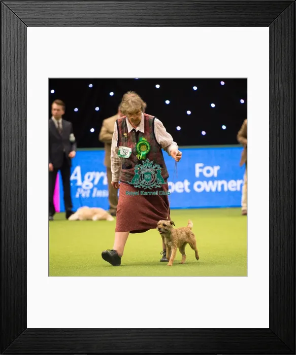 Framed Print : BORDER TERRIER Best of Breed Framed Print : BORDER TERRIER Best of Breed