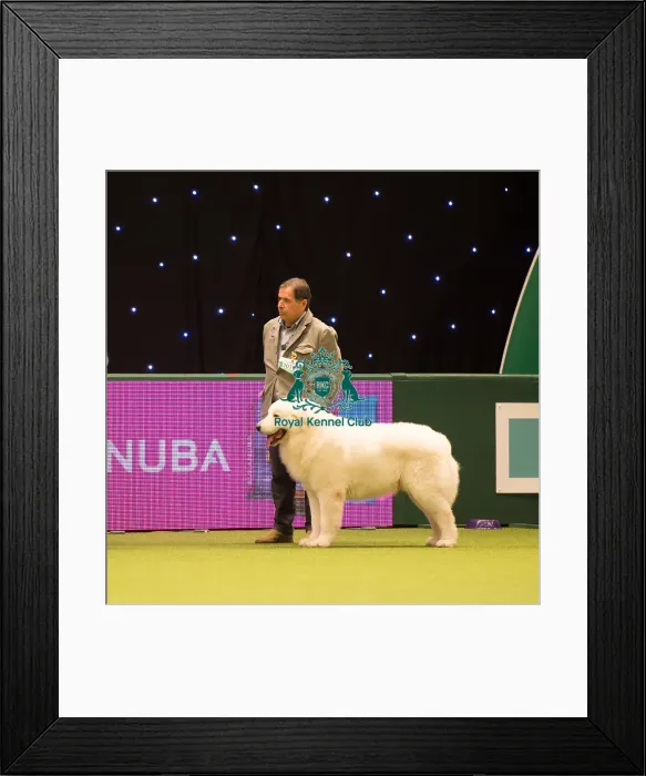 Framed Print : Maremma Sheepdog Framed Print : Maremma Sheepdog