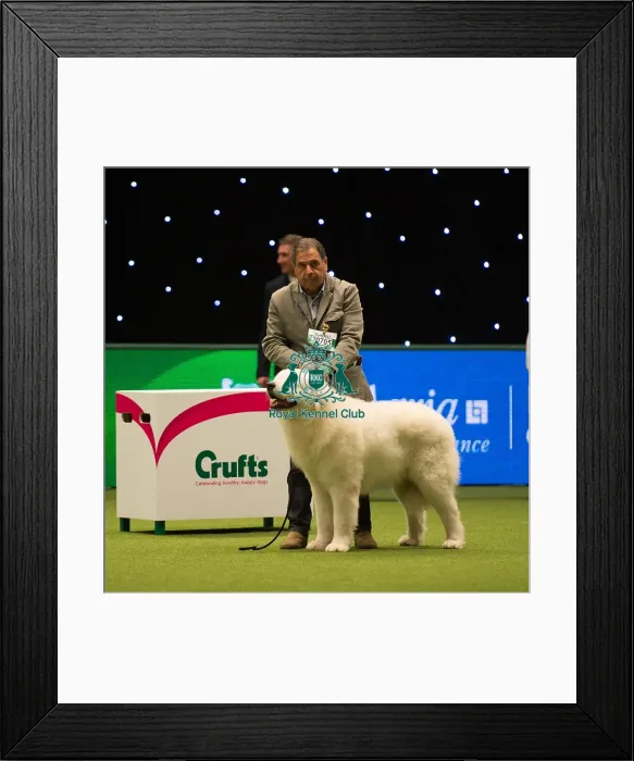 Framed Print : Maremma Sheepdog Framed Print : Maremma Sheepdog