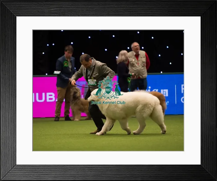 Framed Print : Maremma Sheepdog Framed Print : Maremma Sheepdog