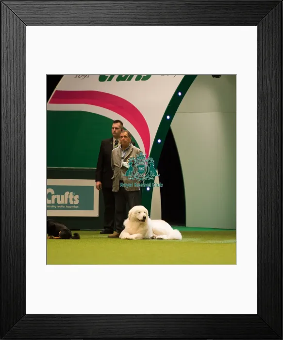 Framed Print : Maremma Sheepdog Framed Print : Maremma Sheepdog