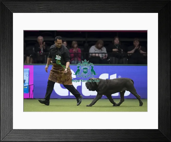 Framed Print : Crufts 2017 Framed Print : Crufts 2017