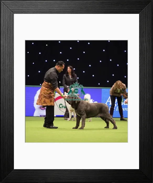 Framed Print : Neapolitan Mastiff (Noncc) Framed Print : Neapolitan Mastiff (Noncc)