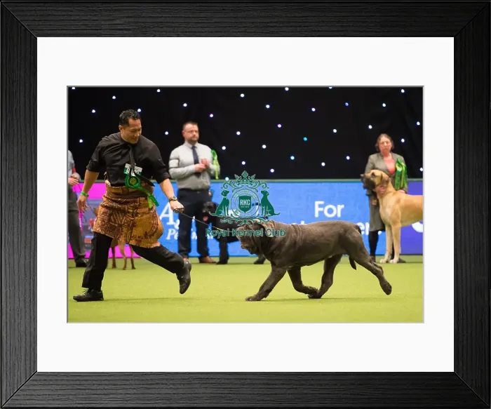 Framed Print : Neapolitan Mastiff (Noncc) Framed Print : Neapolitan Mastiff (Noncc)