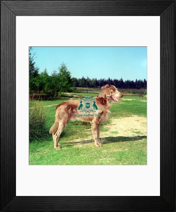 Framed Print : Weimaraner Longhaired Framed Print : Weimaraner Longhaired