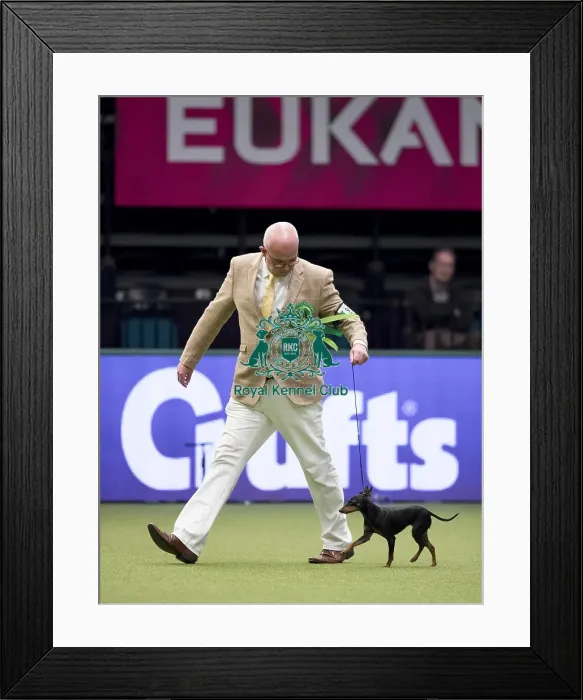 Framed Print : Crufts 2017 Framed Print : Crufts 2017