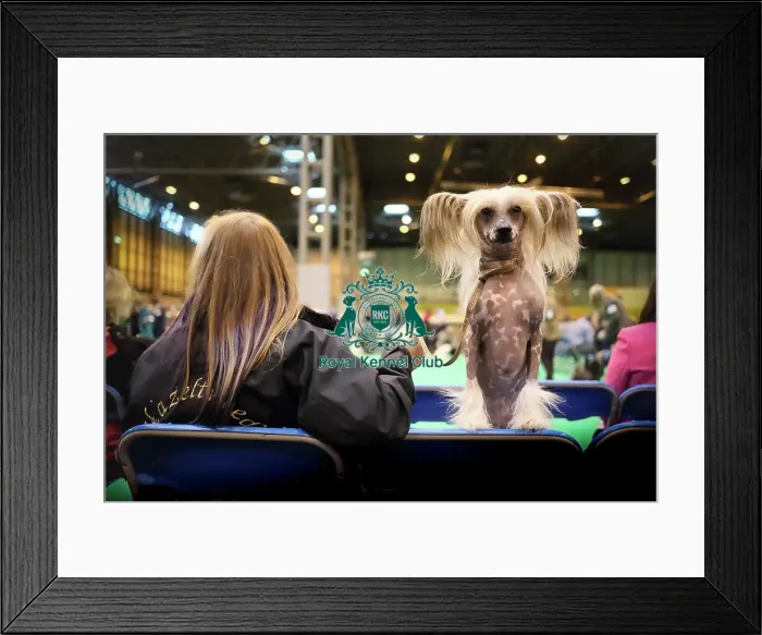 Framed Print : Crufts 2017 Framed Print : Crufts 2017