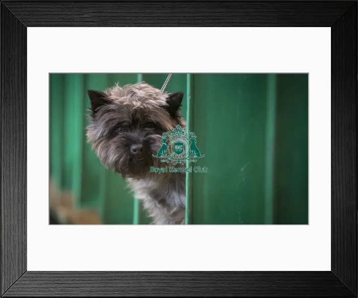 Framed Print : Crufts 2017 Framed Print : Crufts 2017