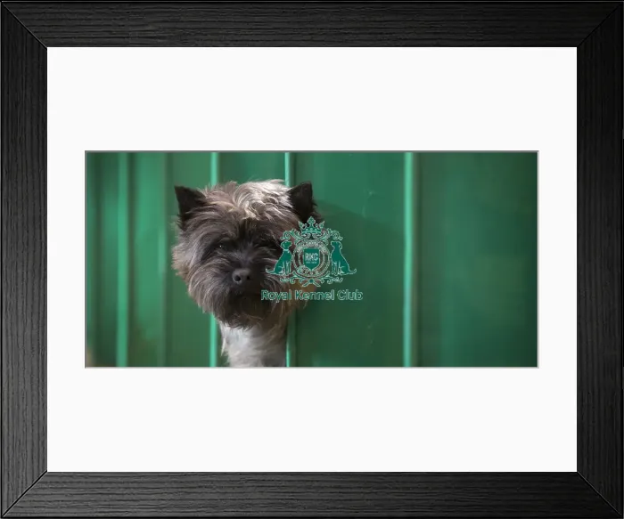 Framed Print : Crufts 2017 Framed Print : Crufts 2017