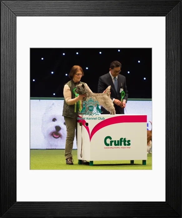 Framed Print : CAIRN TERRIER Best of Breed Crufts 2017 Framed Print : CAIRN TERRIER Best of Breed Crufts 2017