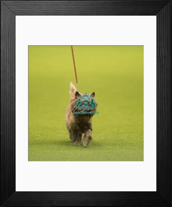Framed Print : CAIRN TERRIER Best of Breed Crufts 2017 Framed Print : CAIRN TERRIER Best of Breed Crufts 2017