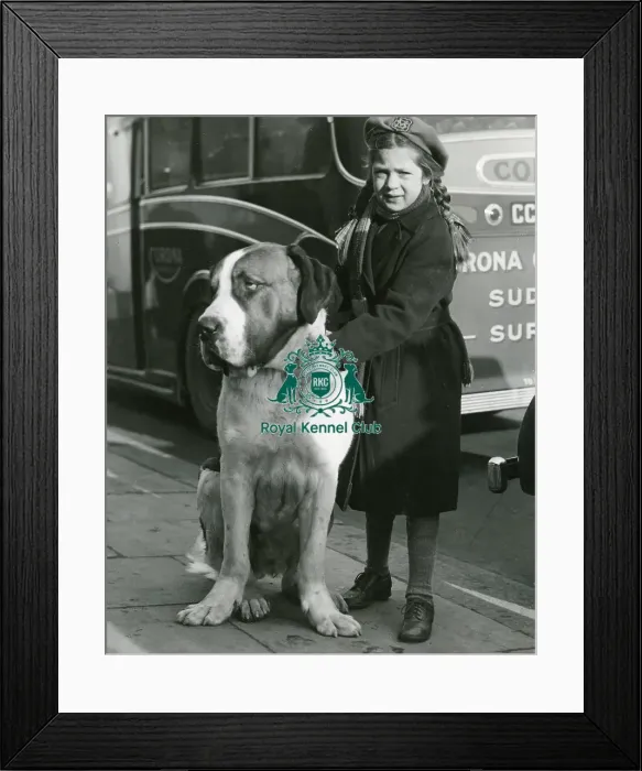 Framed Print : Crufts 1950 St Bernard Framed Print : Crufts 1950 St Bernard