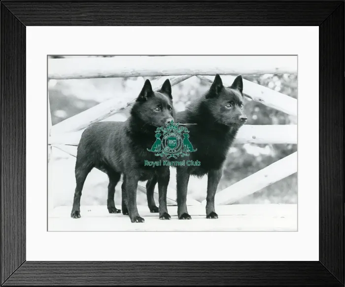 Framed Print : Schipperkes
