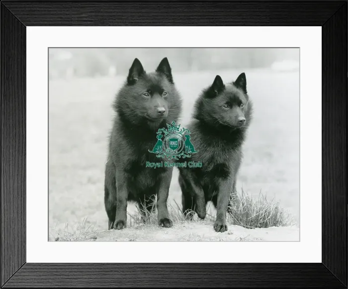 Framed Print : SCHIPPERKE