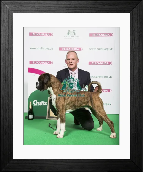 Framed Print : Crufts 2018 Framed Print : Crufts 2018