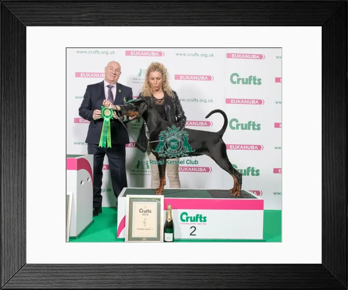 Framed Print : Crufts 2018