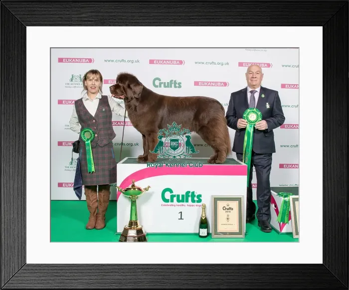 Framed Print : Crufts 2018 Framed Print : Crufts 2018
