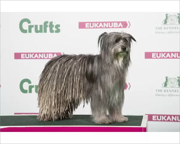 2018 Best of Breed Pyrenean Sheepdog (long haired)