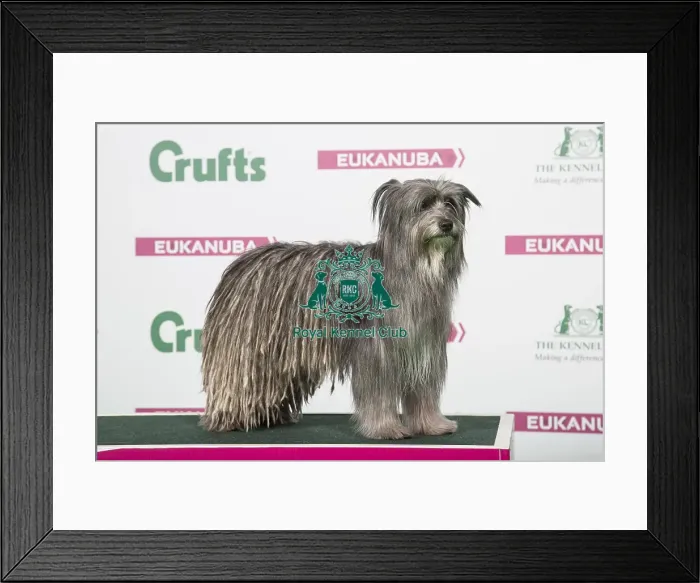 Framed Print : 2018 Best of Breed Pyrenean Sheepdog (long haired) Framed Print : 2018 Best of Breed Pyrenean Sheepdog (long haired)