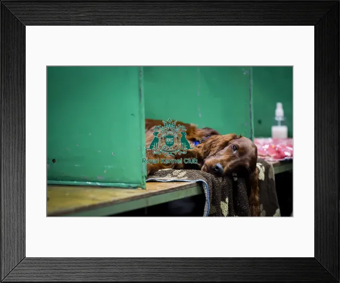 Framed Print : Crufts 2018 Framed Print : Crufts 2018