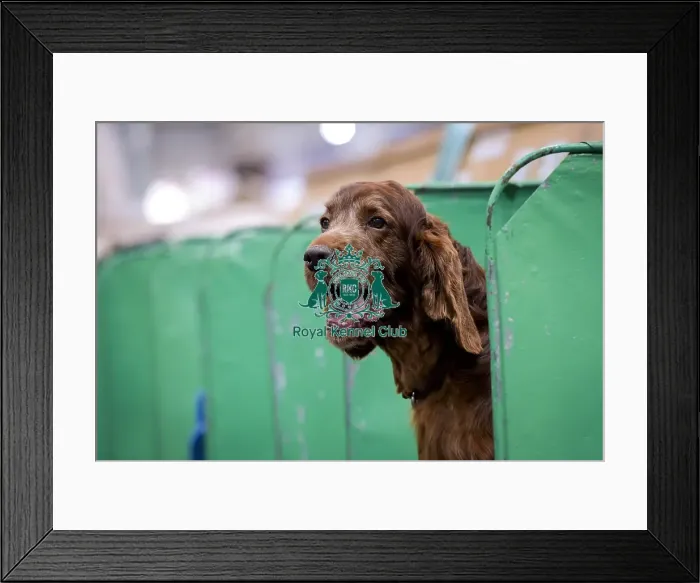 Framed Print : Crufts 2018 Framed Print : Crufts 2018