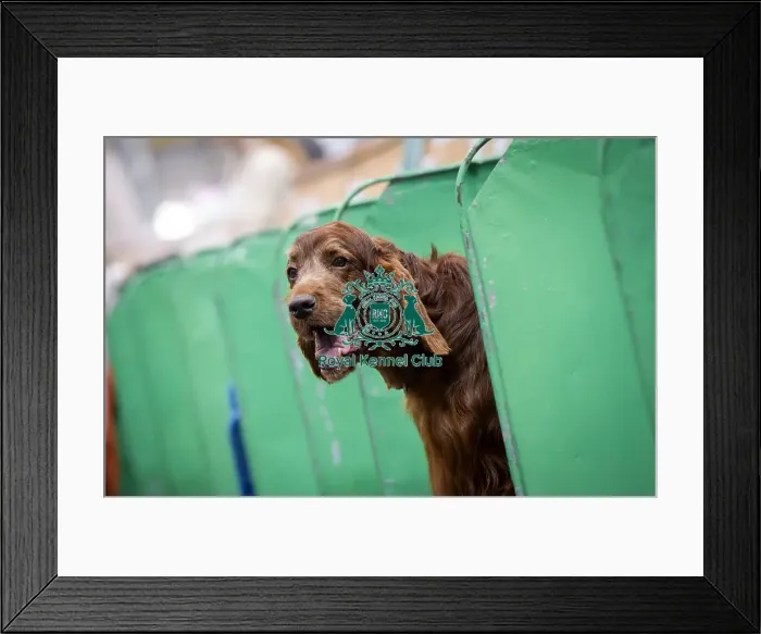 Framed Print : Crufts 2018 Framed Print : Crufts 2018