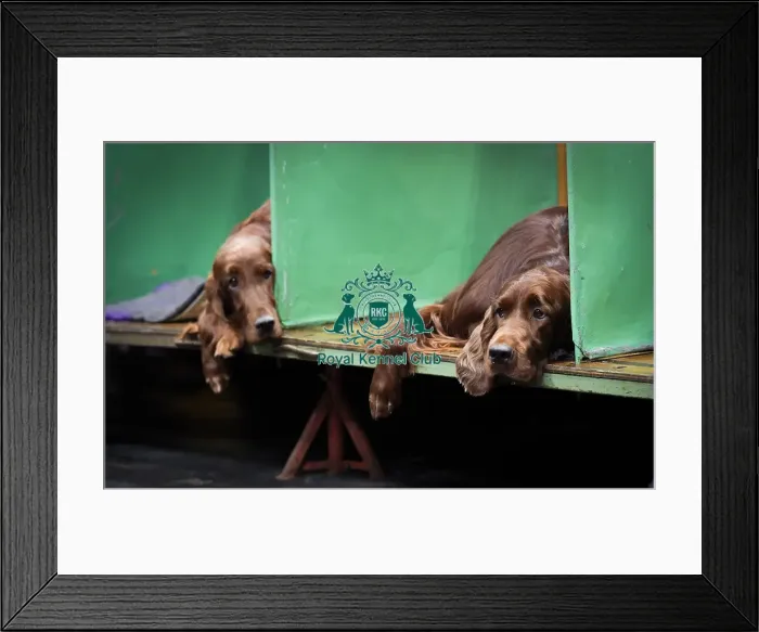 Framed Print : Crufts 2018 Framed Print : Crufts 2018