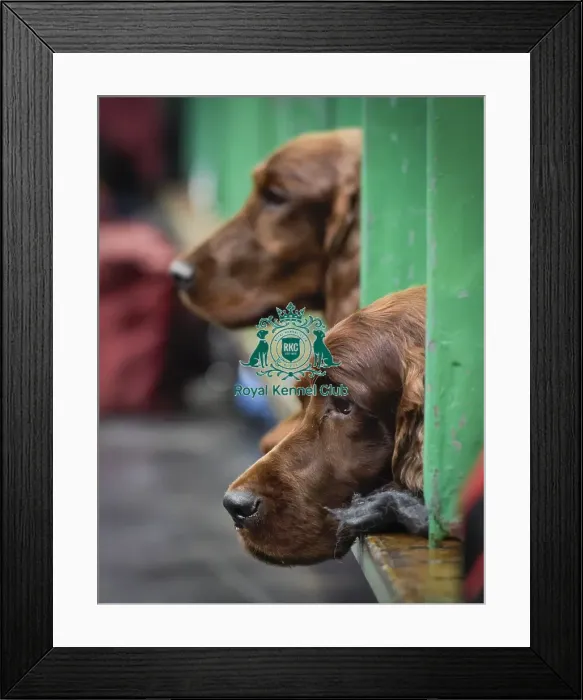 Framed Print : Crufts 2018 Framed Print : Crufts 2018