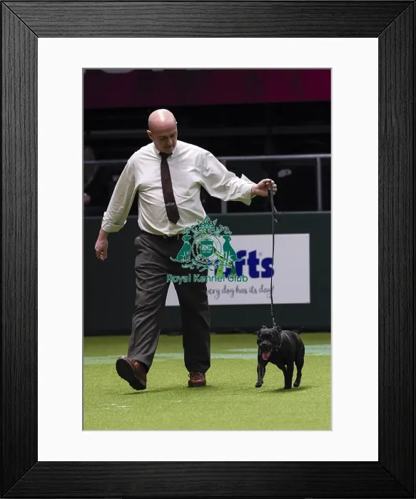 Framed Print : Crufts 2018 Framed Print : Crufts 2018