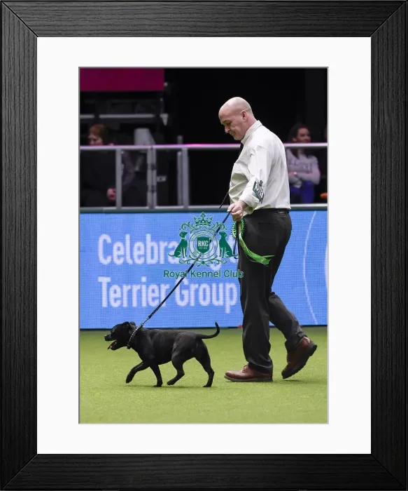 Framed Print : Crufts 2018 Framed Print : Crufts 2018