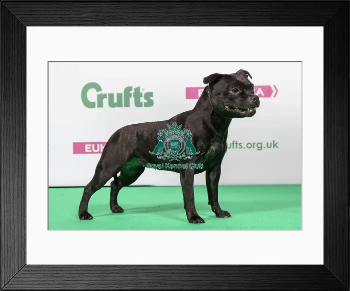 Framed Print : 2018 Best of Breed Staffordshire Bull Terrier Framed Print : 2018 Best of Breed Staffordshire Bull Terrier