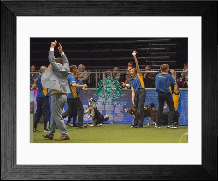 Framed Print : Crufts 2018 Framed Print : Crufts 2018