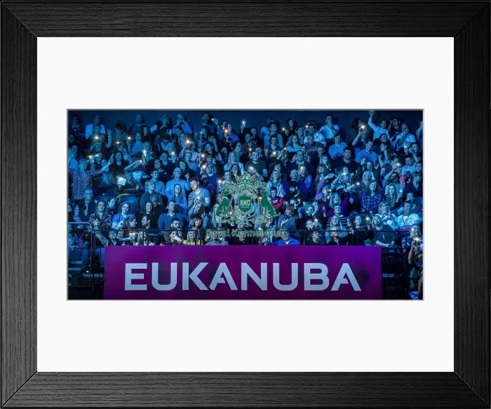 Framed Print : Crufts 2018 Framed Print : Crufts 2018