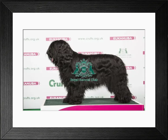 Framed Print : 2018 Best of Breed Briard Framed Print : 2018 Best of Breed Briard