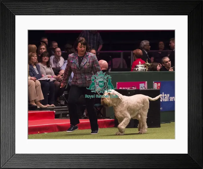 Framed Print : Crufts 2018 Framed Print : Crufts 2018