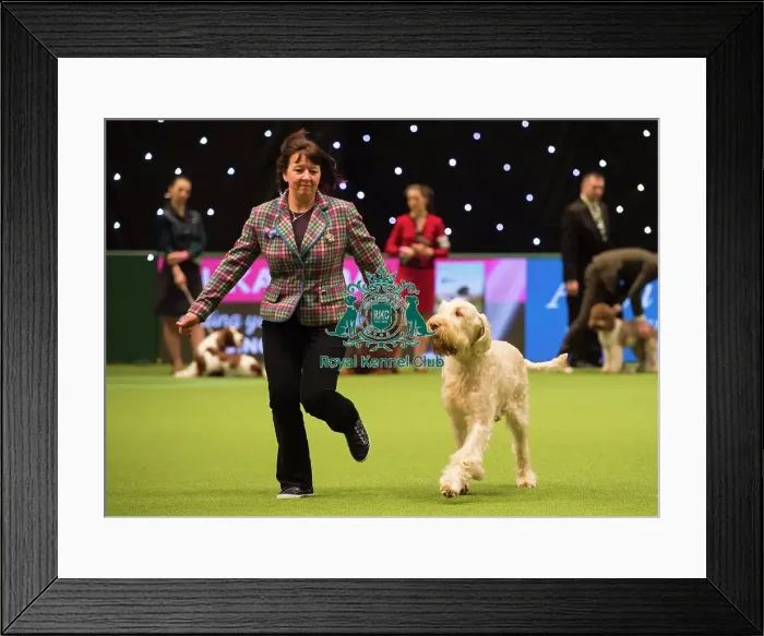 Framed Print : Crufts 2018 Framed Print : Crufts 2018
