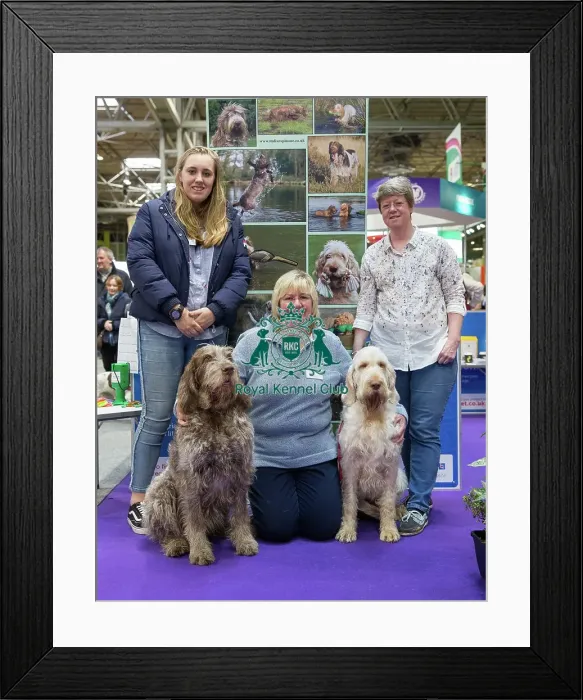Framed Print : ITALIAN SPINONE breed rescue stand Framed Print : ITALIAN SPINONE breed rescue stand