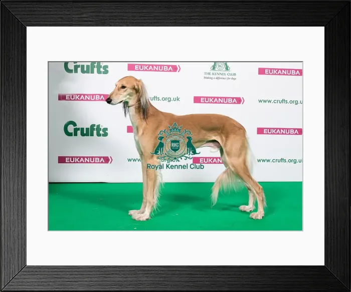 Framed Print : 2018 Best of Breed Saluki Framed Print : 2018 Best of Breed Saluki