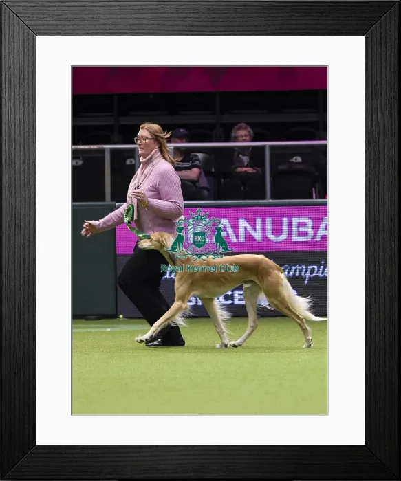 Framed Print : Crufts 2018 Framed Print : Crufts 2018