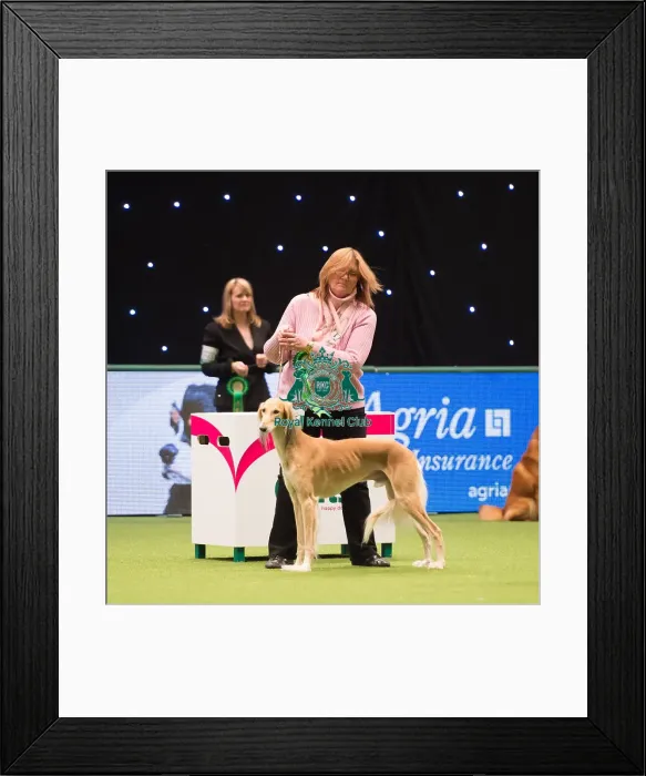 Framed Print : 2018 Best of Breed SALUKI Framed Print : 2018 Best of Breed SALUKI