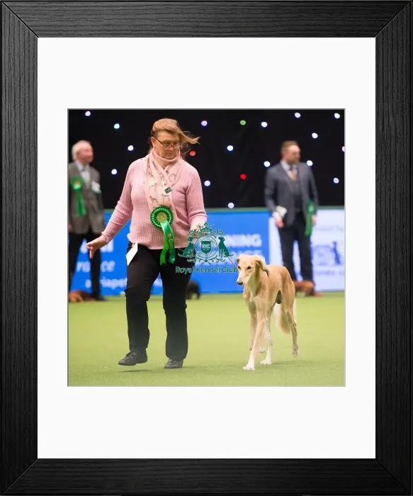 Framed Print : 2018 Best of Breed SALUKI Framed Print : 2018 Best of Breed SALUKI