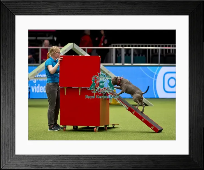 Framed Print : Crufts 2018 Framed Print : Crufts 2018