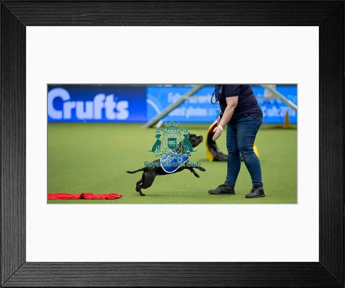 Framed Print : Crufts 2018 Framed Print : Crufts 2018