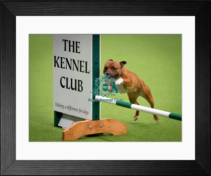 Framed Print : Crufts 2018 Framed Print : Crufts 2018