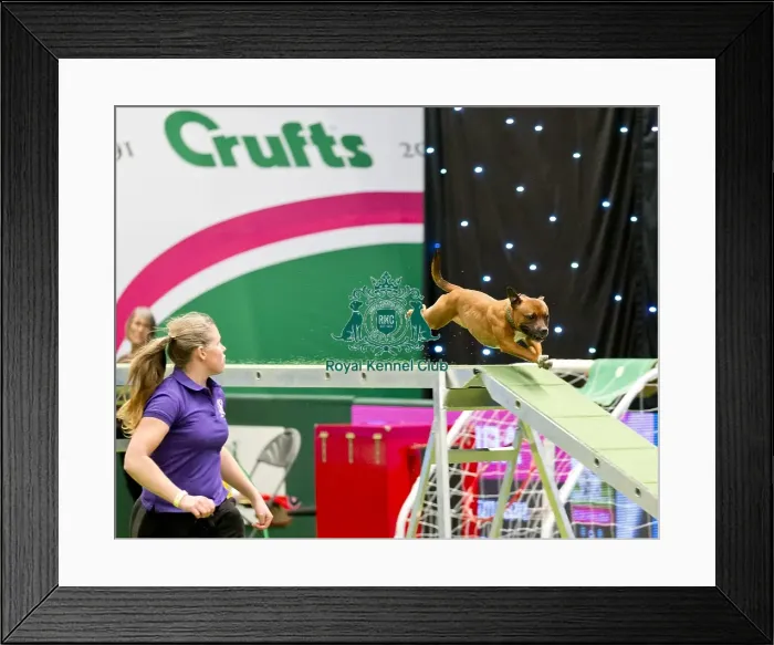 Framed Print : Crufts 2018 Framed Print : Crufts 2018