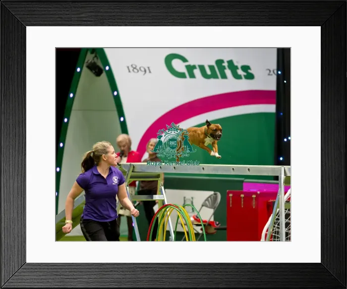 Framed Print : Crufts 2018 Framed Print : Crufts 2018