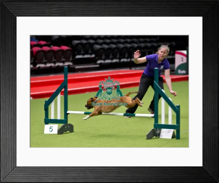 Framed Print : Crufts 2018 Framed Print : Crufts 2018